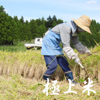 減農薬米コシヒカリ 体重米